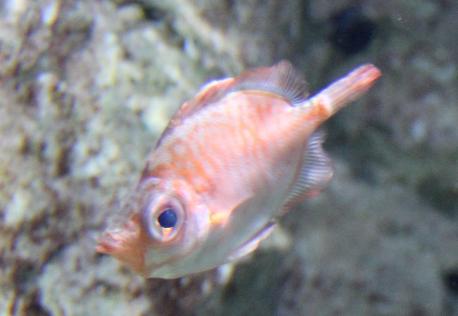 Boarfish - Capros aper