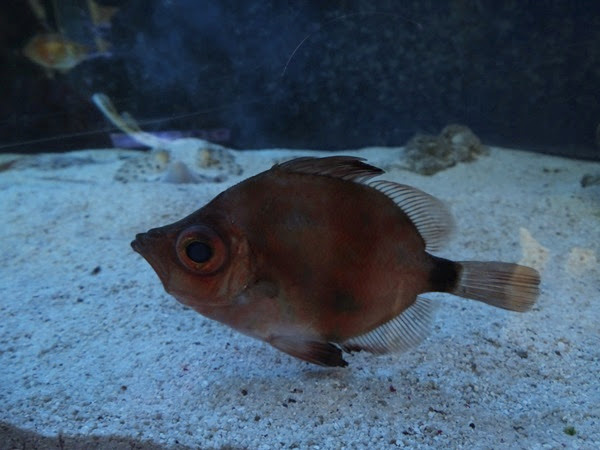 Boarfish (Capros aper)