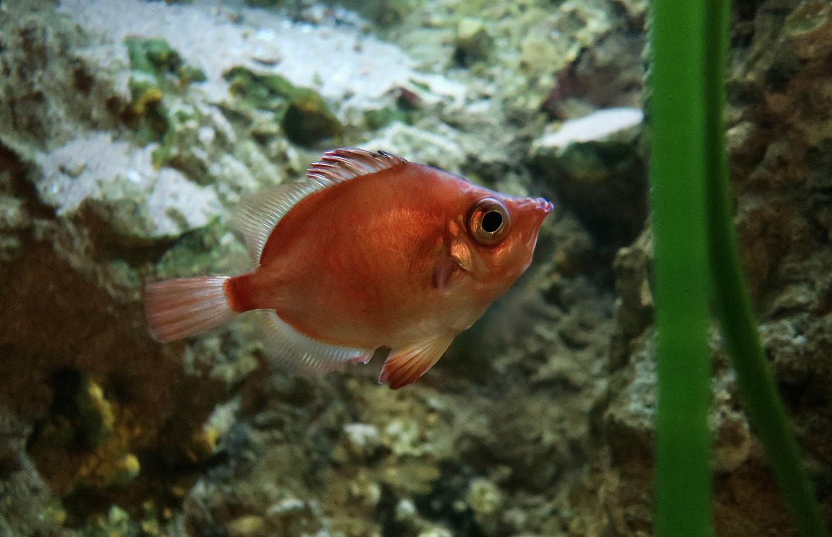 Boarfish (Capros aper)