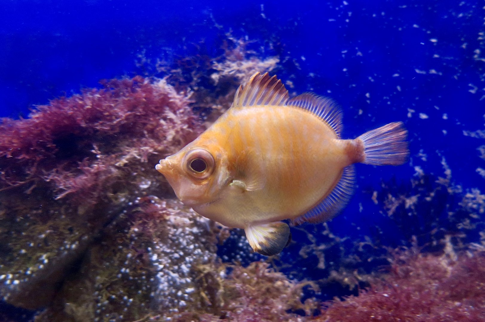 Boarfish (Capros aper)