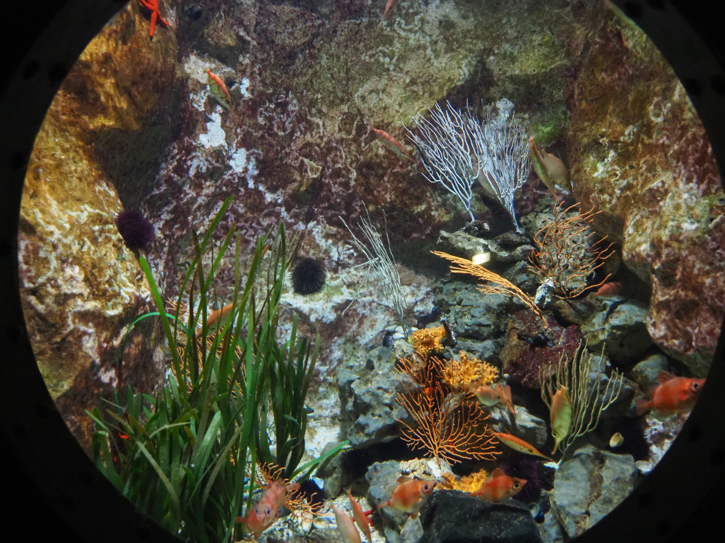 Boarfish, Longspine snipefish and Echinodermata aquarium, 2019-10-05