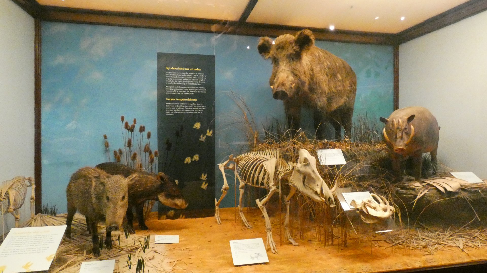 Boars/Wild Pigs, Animal Groups - Feb. 2022