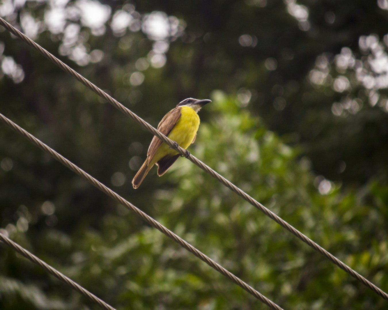 Boat-billed flycatcher, Megarynchus pitangua