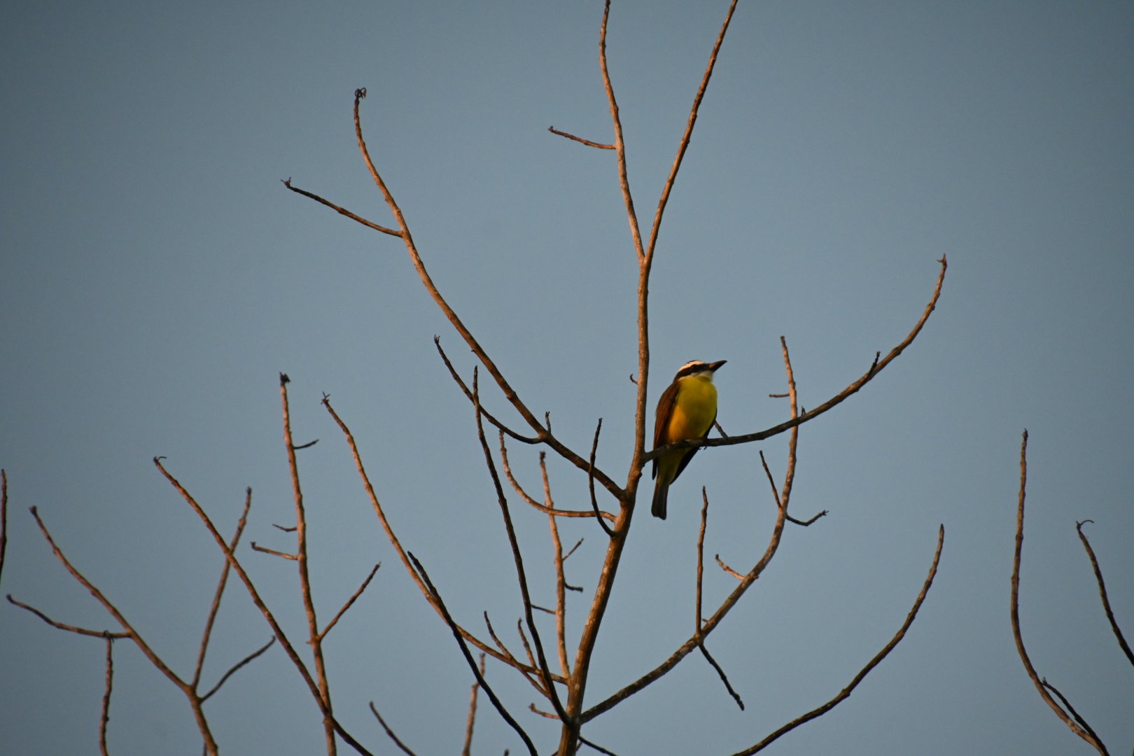 Boat-billed flycatcher (Megarynchus pitangua)