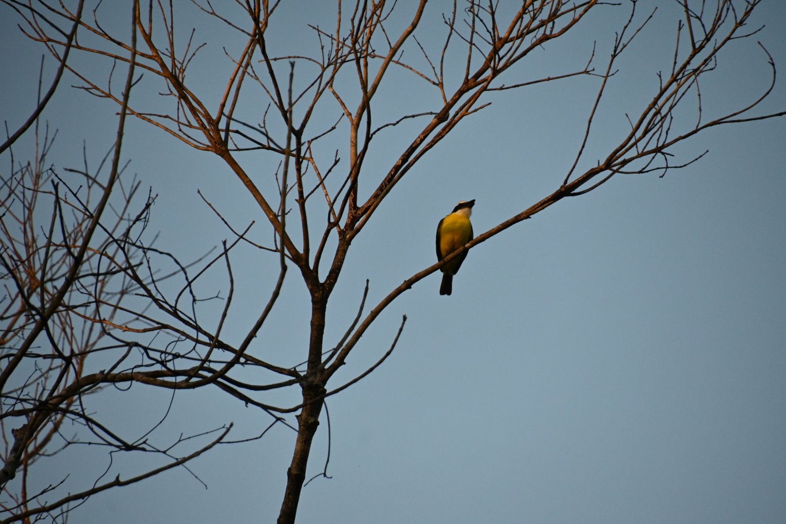 Boat-billed flycatcher (Megarynchus pitangua)