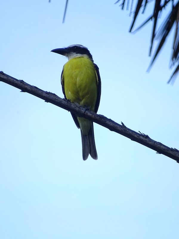 Boat-billed flycatcher