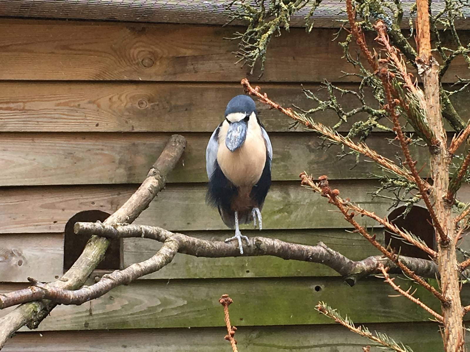 Boat-billed Heron 010516