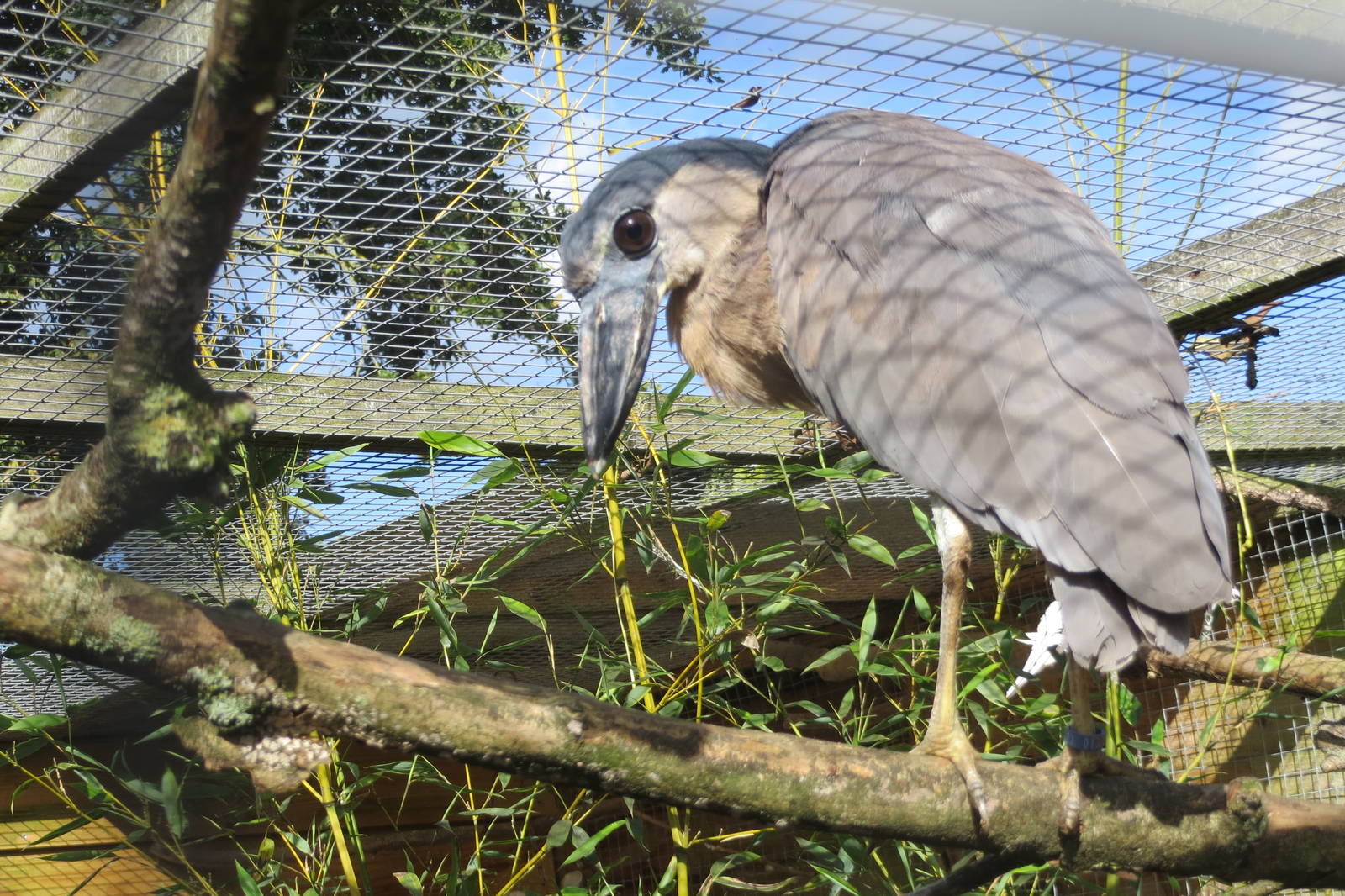 Boat-billed Heron 10/14
