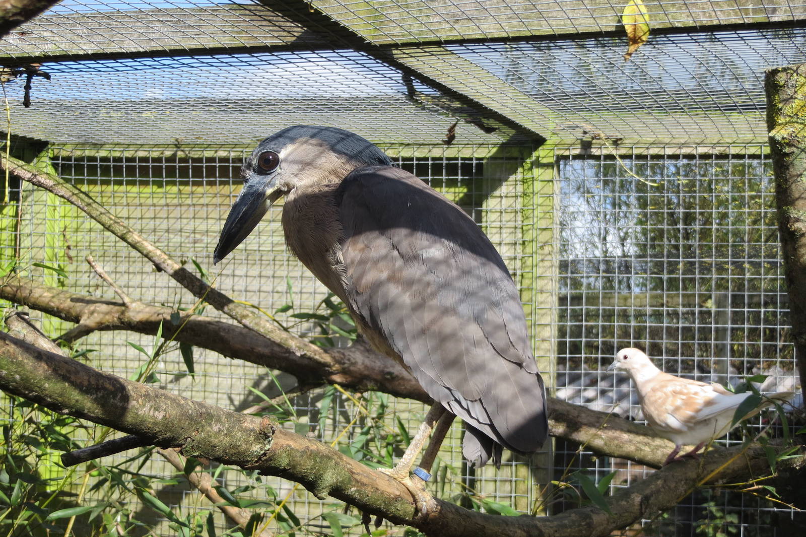 Boat-billed Heron 10/14