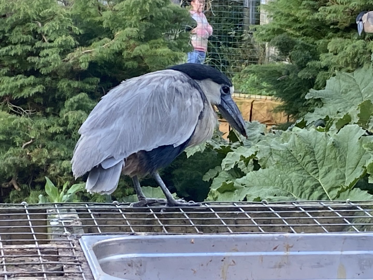 Boat-billed heron 141023