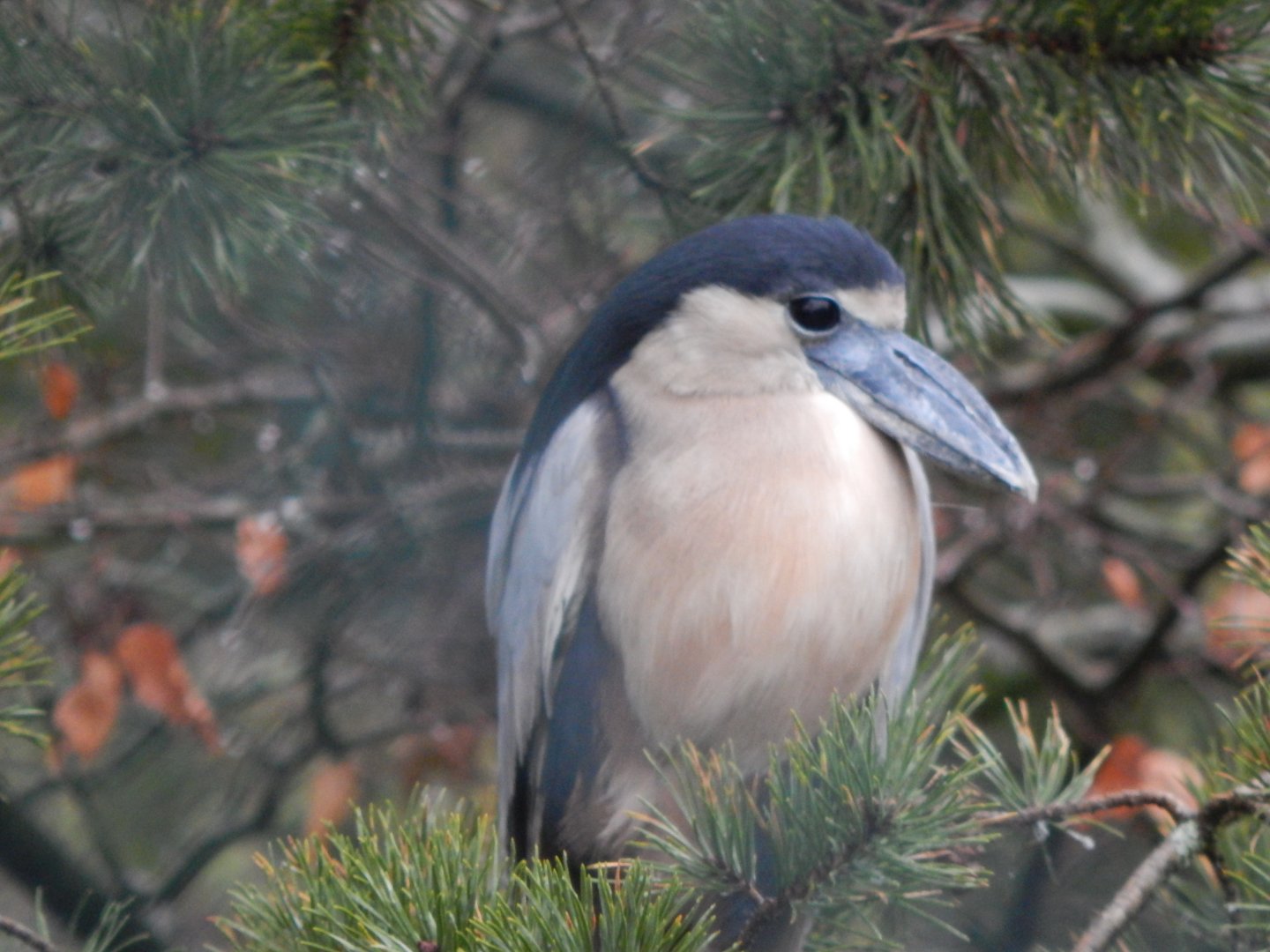 Boat-billed heron 160122