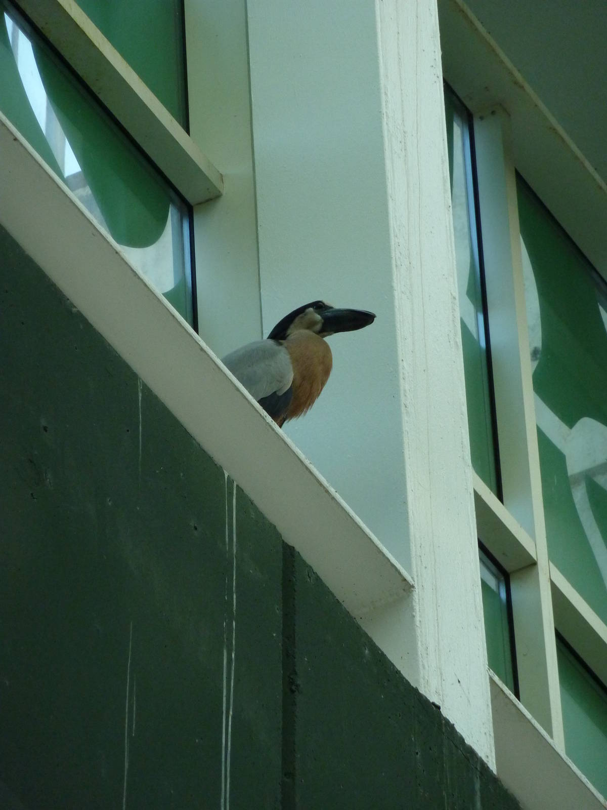 Boat-billed heron, 7th April 2012.