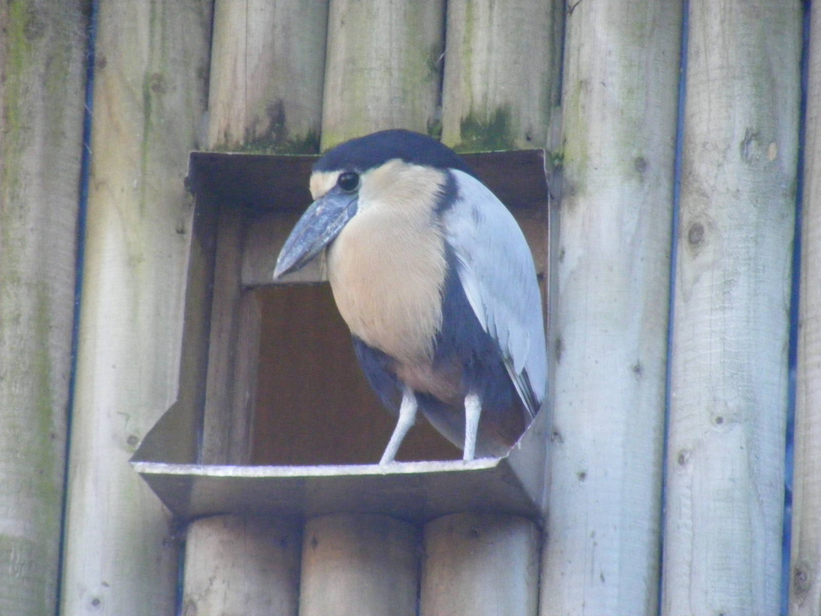Boat-billed heron at Blackbrook Zoo, 13 November 2010