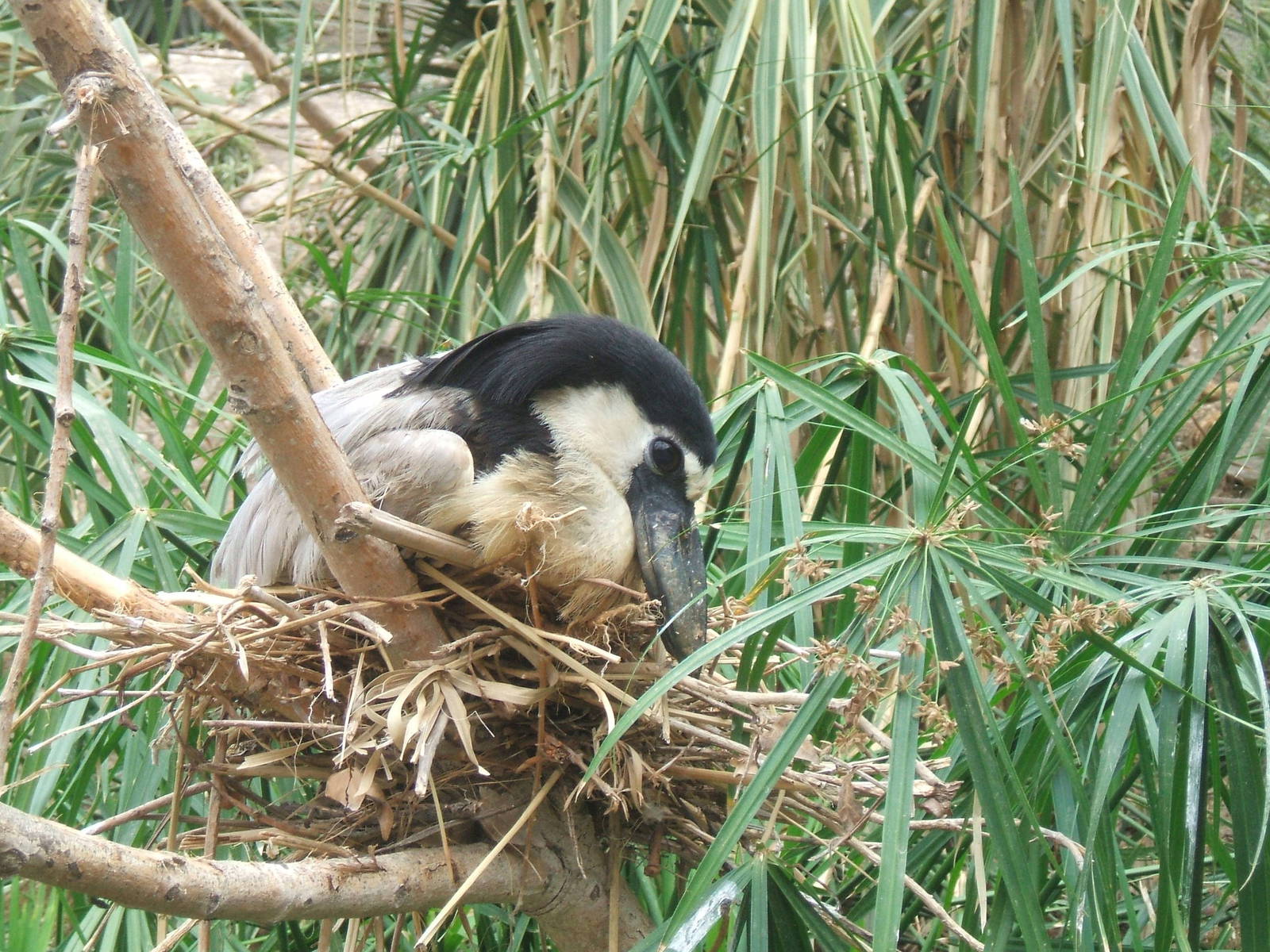 Boat-Billed Heron at Terra Natura, Benidorm