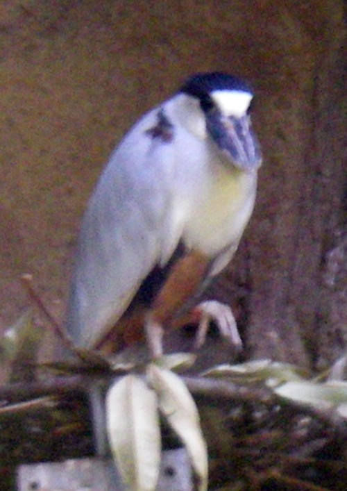 Boat-billed Heron (Cochlearius cochlearius)
