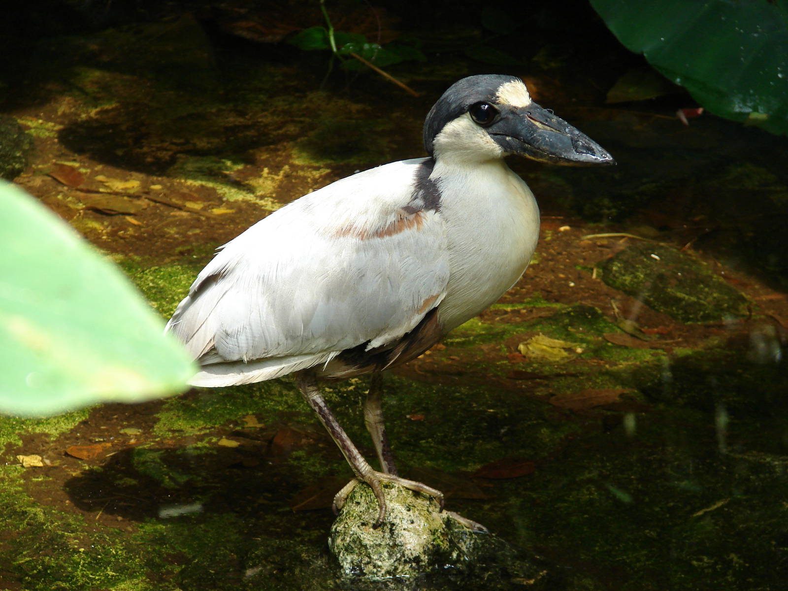 Boat billed heron (Cochlearius cochlearius)