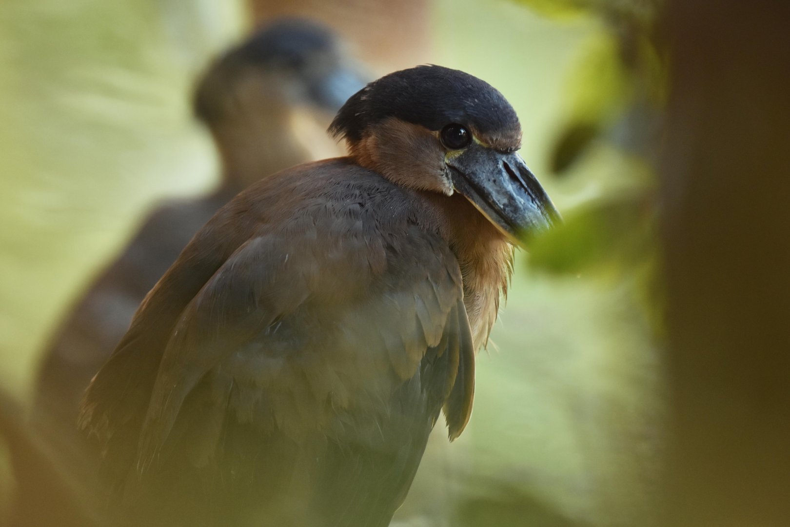 Boat-billed heron (Cochlearius cochlearius)