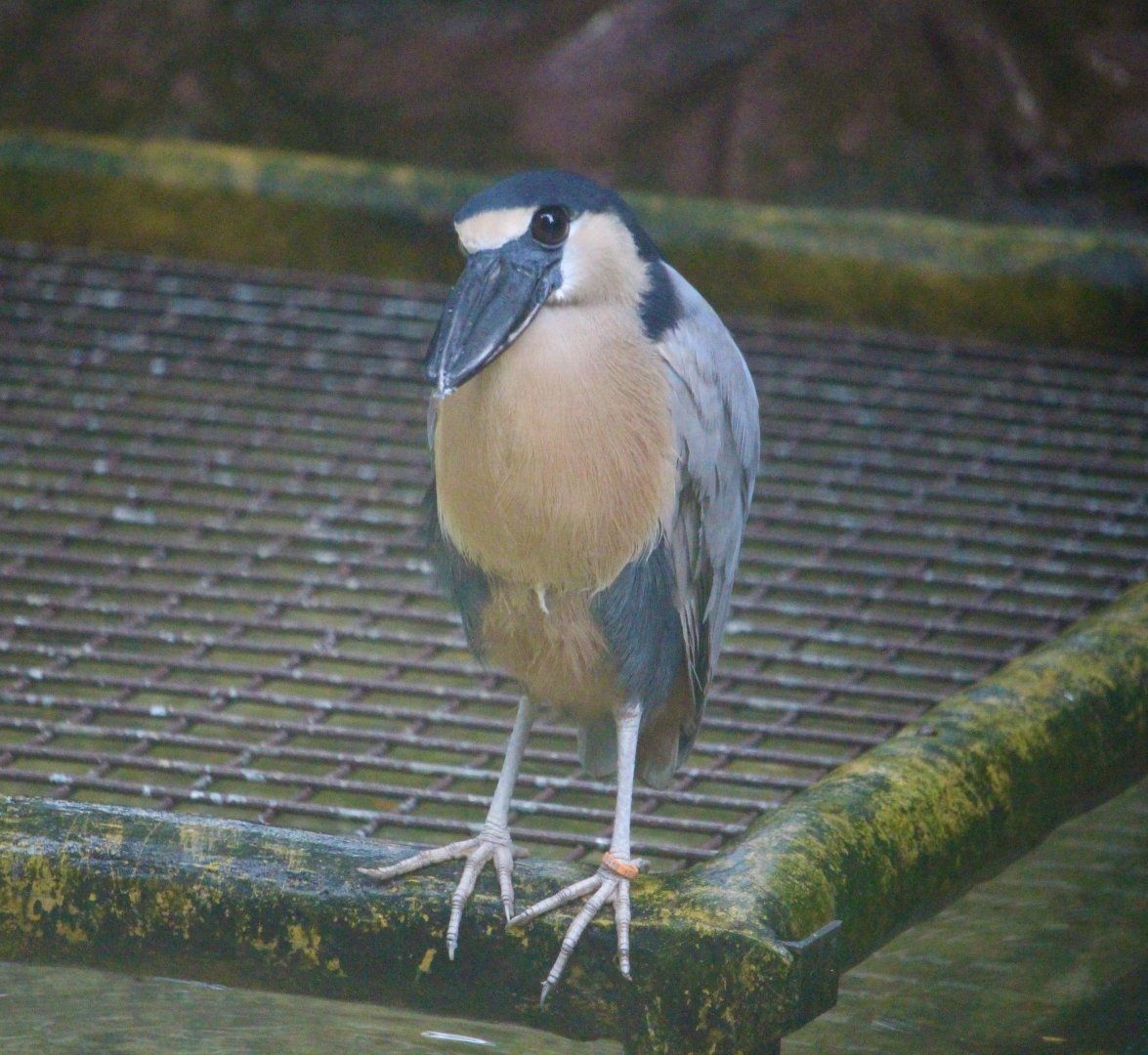 Boat-Billed Heron (Cochlearius cochlearius)