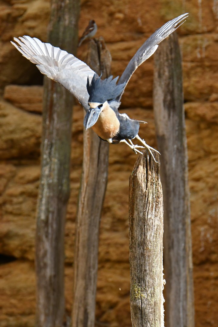Boat-billed Heron (Cochlearius cochlearius)