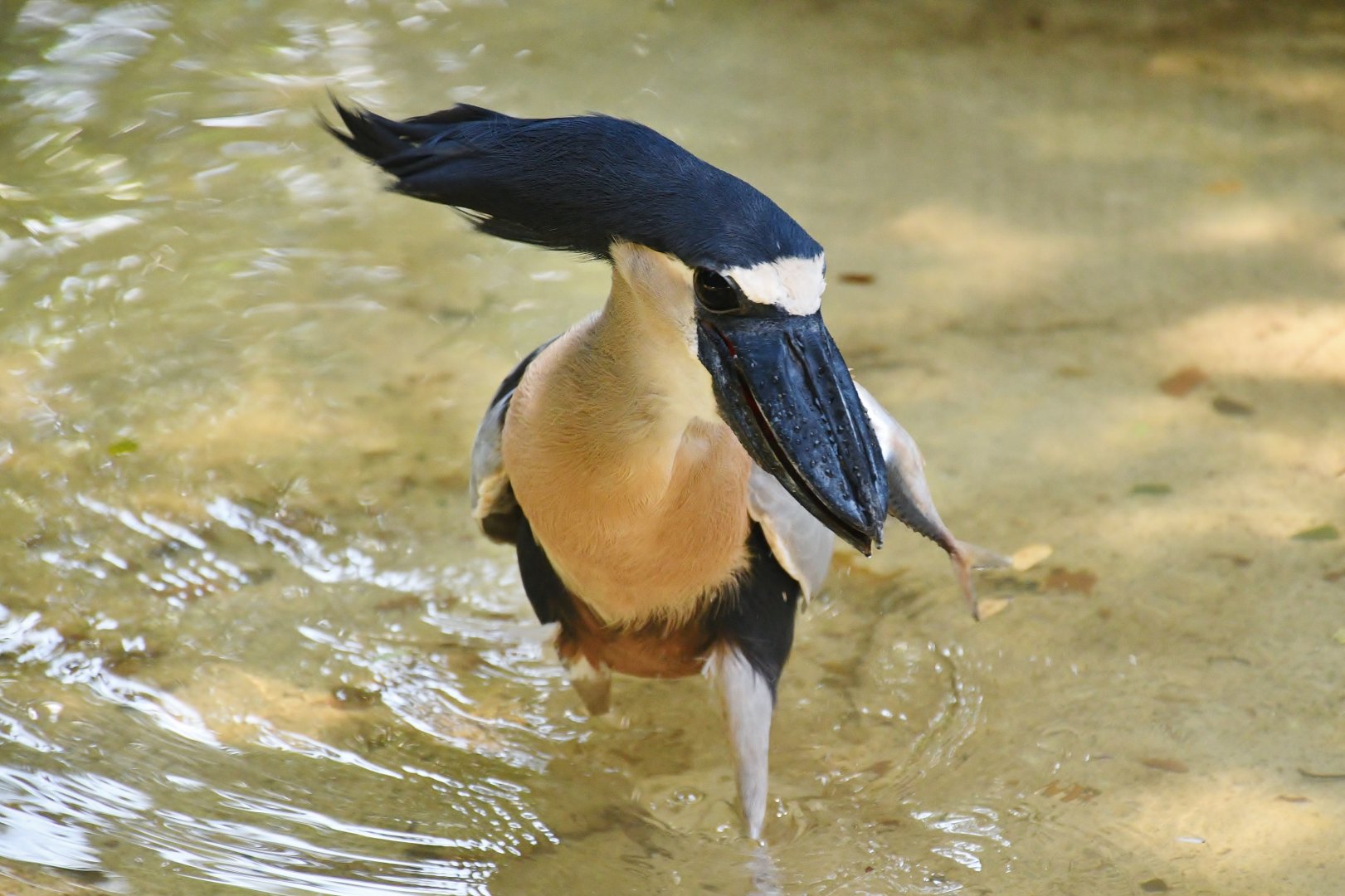 Boat-billed Heron (Cochlearius cochlearius)