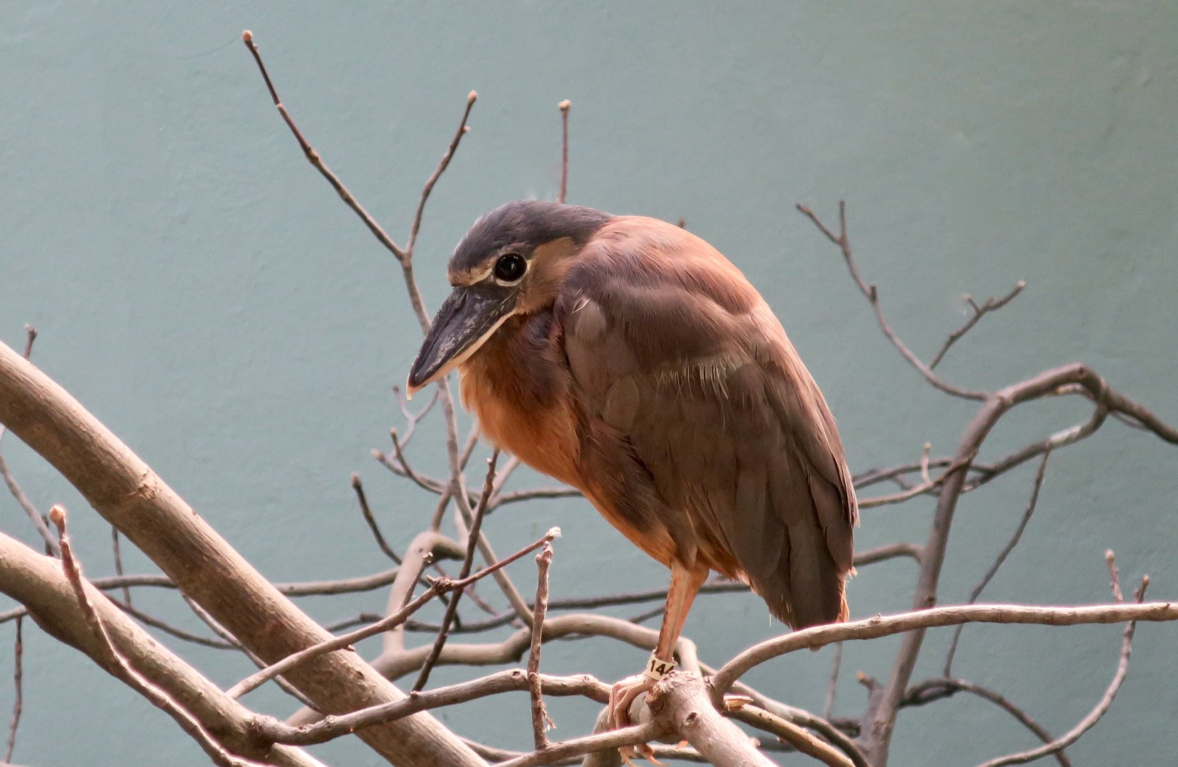 Boat-Billed Heron (Cochlearius cochlearius)