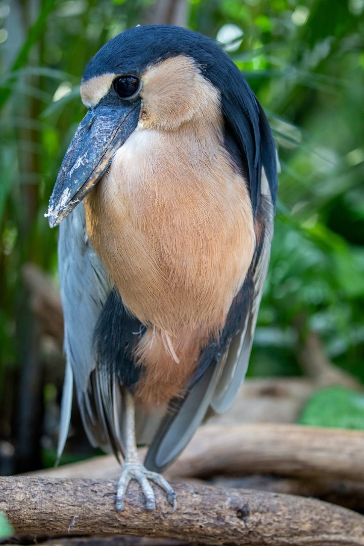 boat-billed heron (Cochlearius cochlearius)