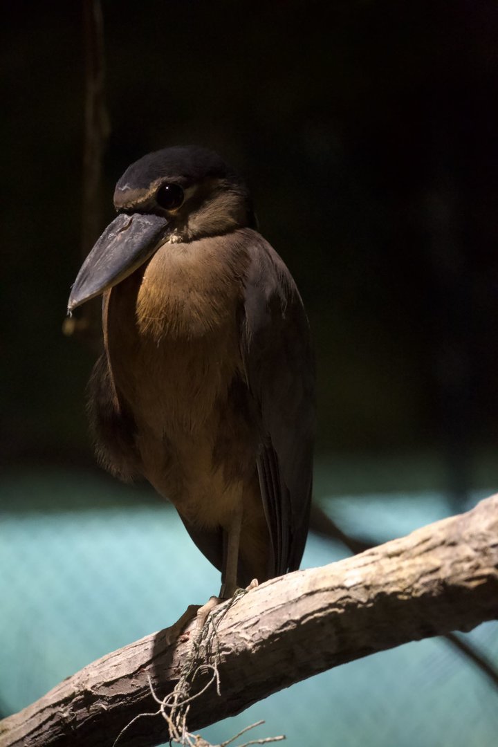 Boat-billed heron/ Cochlearius cochlearius