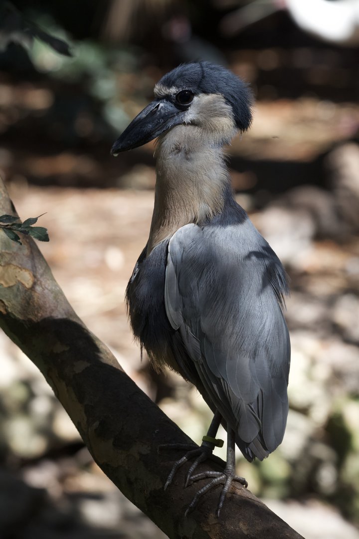 Boat-Billed Heron/ Cochlearius cochlearius