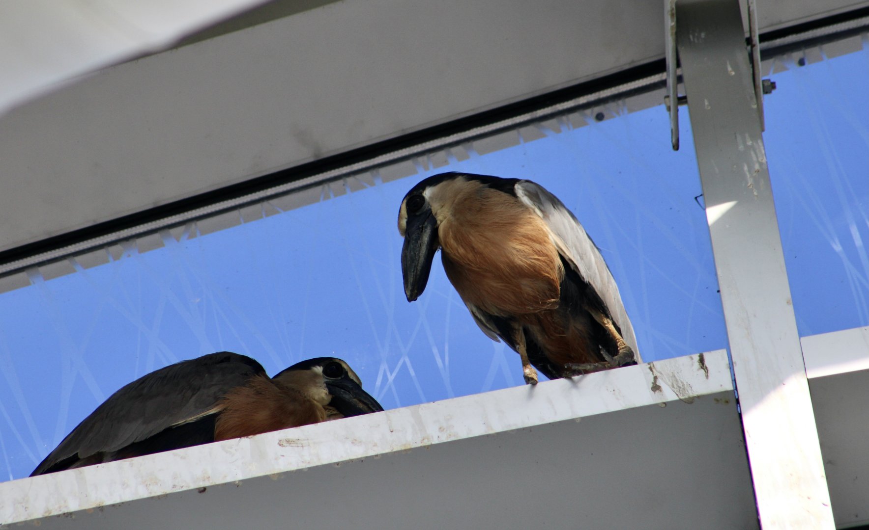 Boat-Billed Heron (Cochlearius cochlearius)