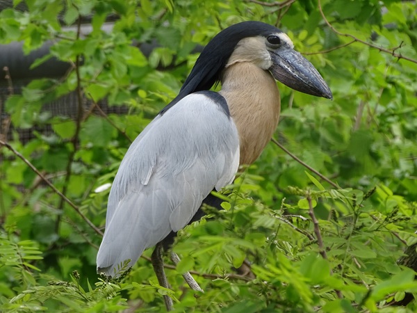 Boat-billed heron (Cochlearius cochlearius)