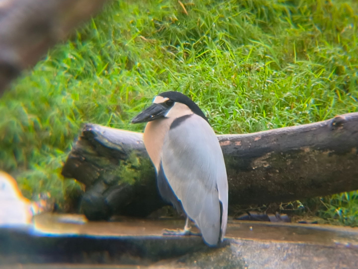 Boat-Billed Heron (Cochlearius cochlearius)