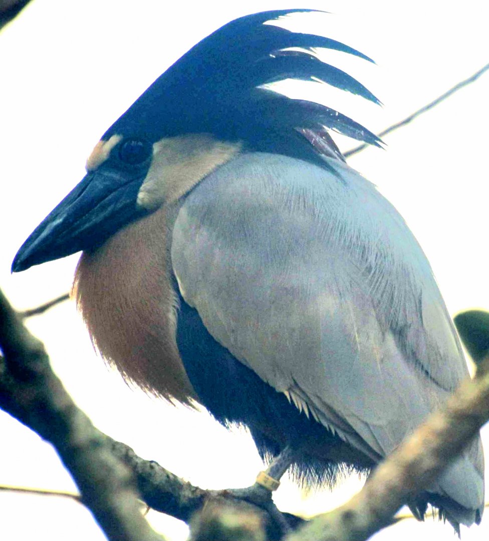 Boat-billed Heron (Cochlearius cochlearius)