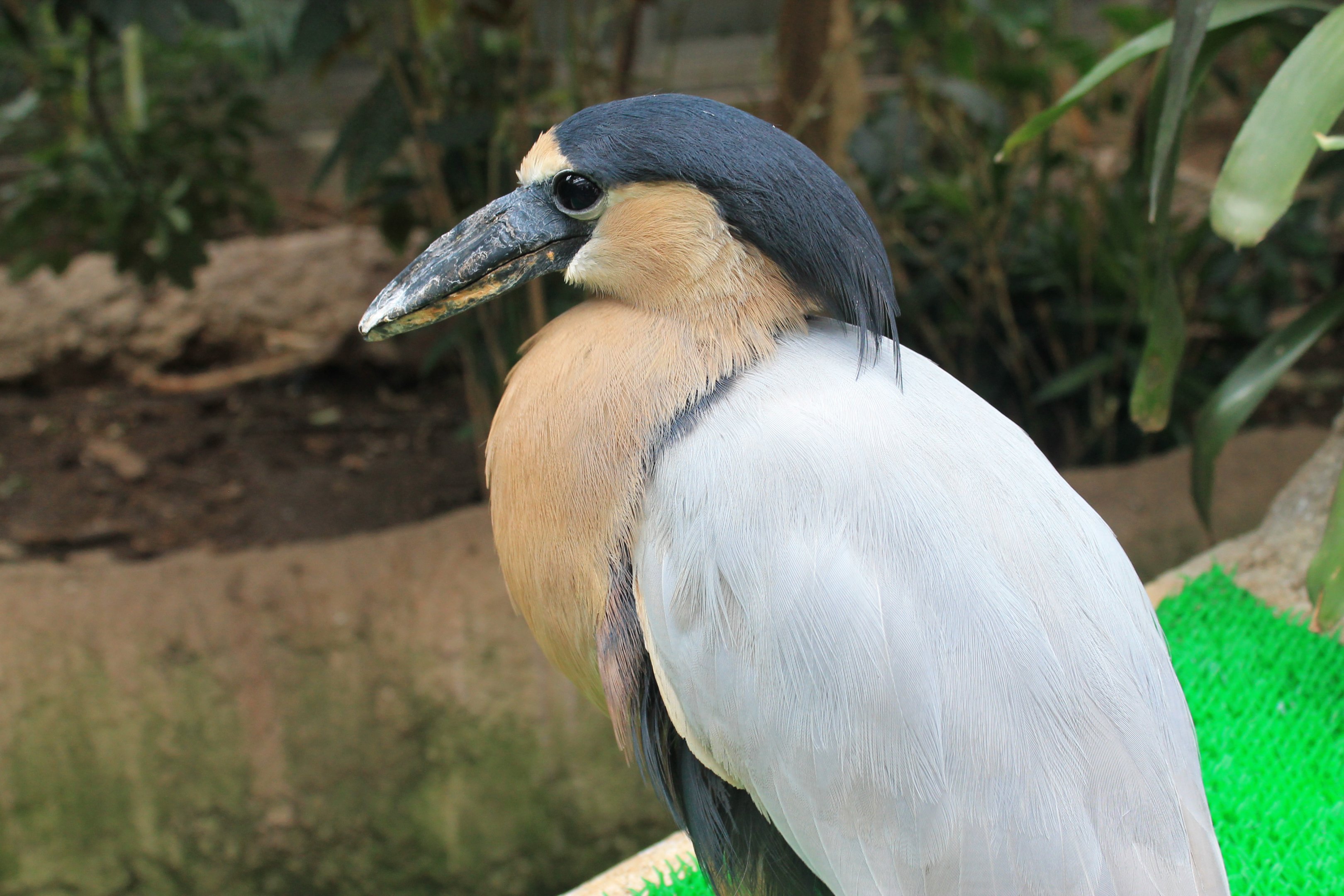 Boat-billed Heron (Cochlearius cochlearius)