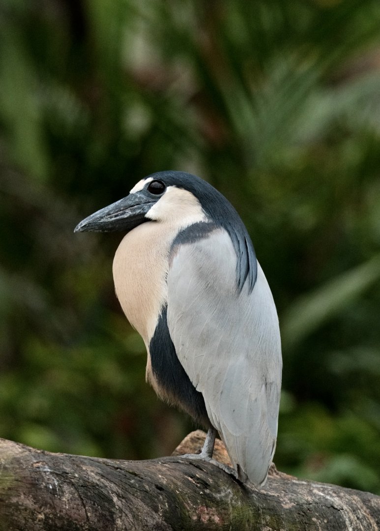 Boat-billed Heron (Cochlearius cochlearius)