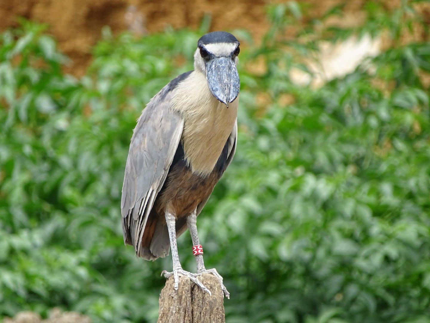 Boat-billed heron (Cochlearius cochlearius)