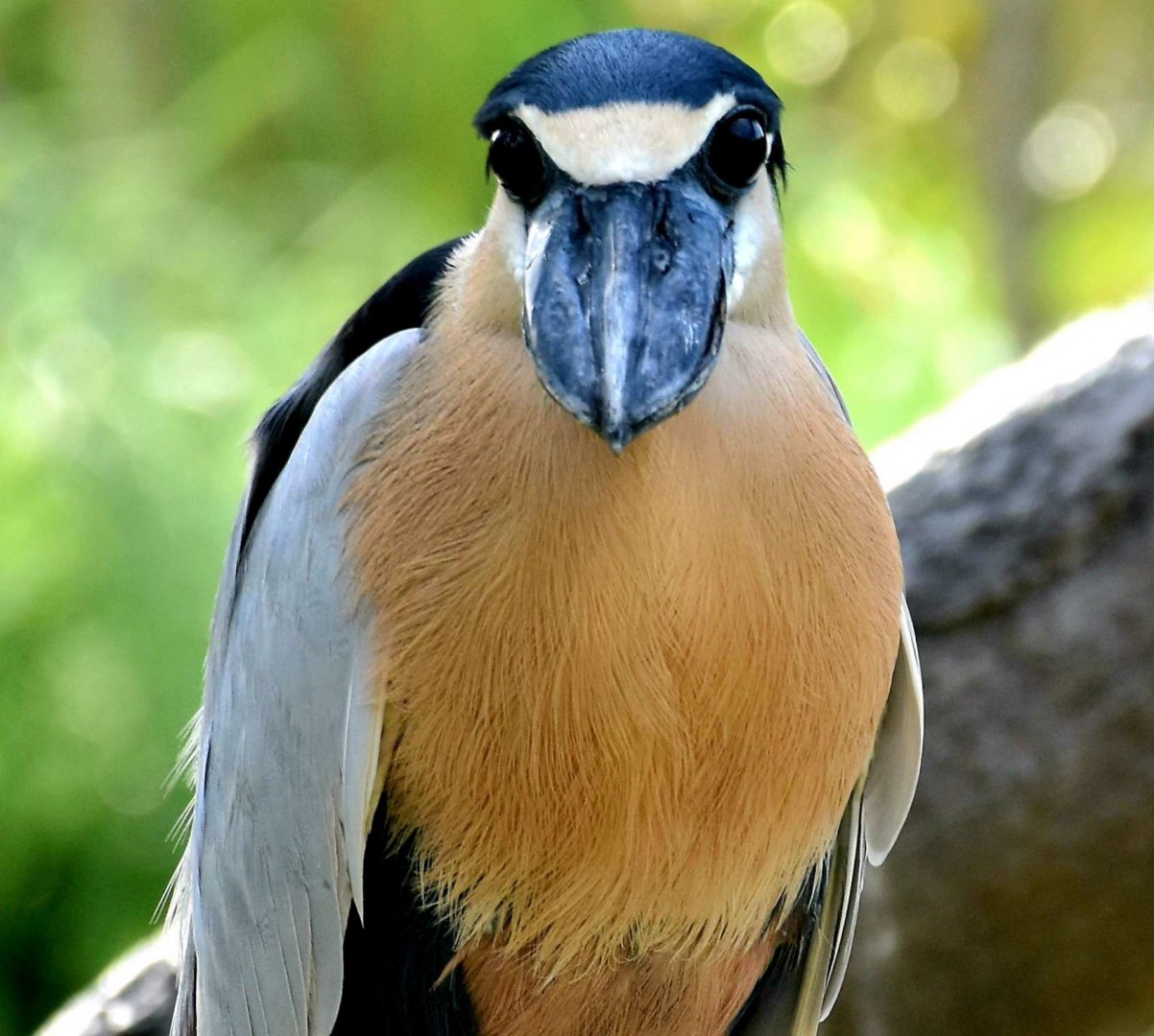 Boat-billed Heron (Cochlearius cochlearius)
