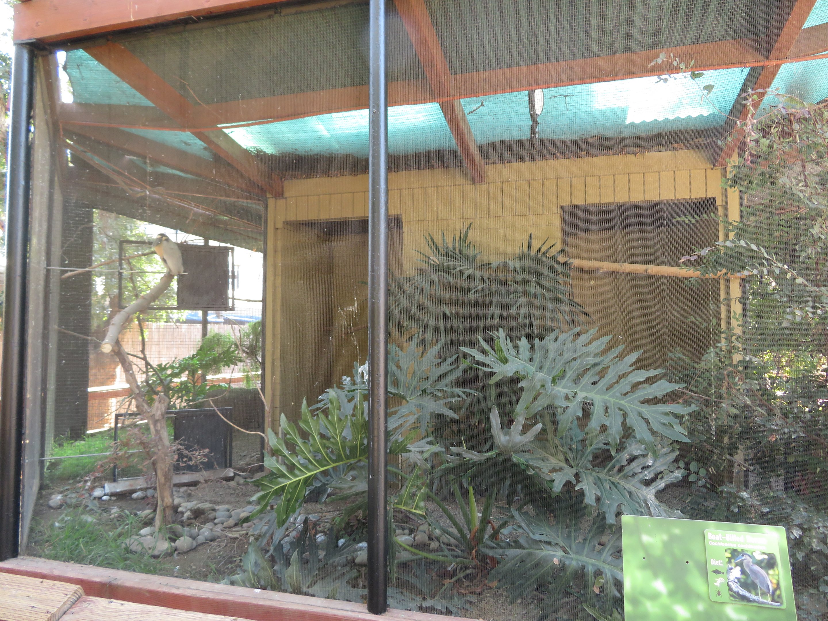 Boat-billed Heron Exhibit