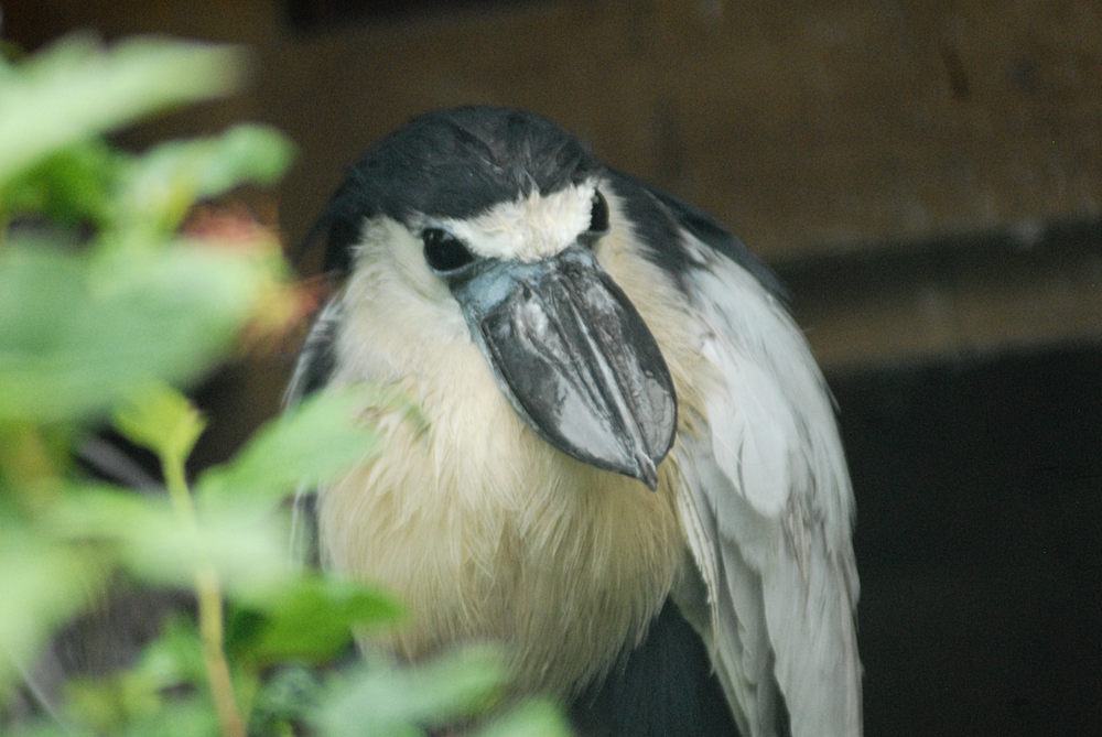 Boat Billed Heron - Exmoor Zoo 2025