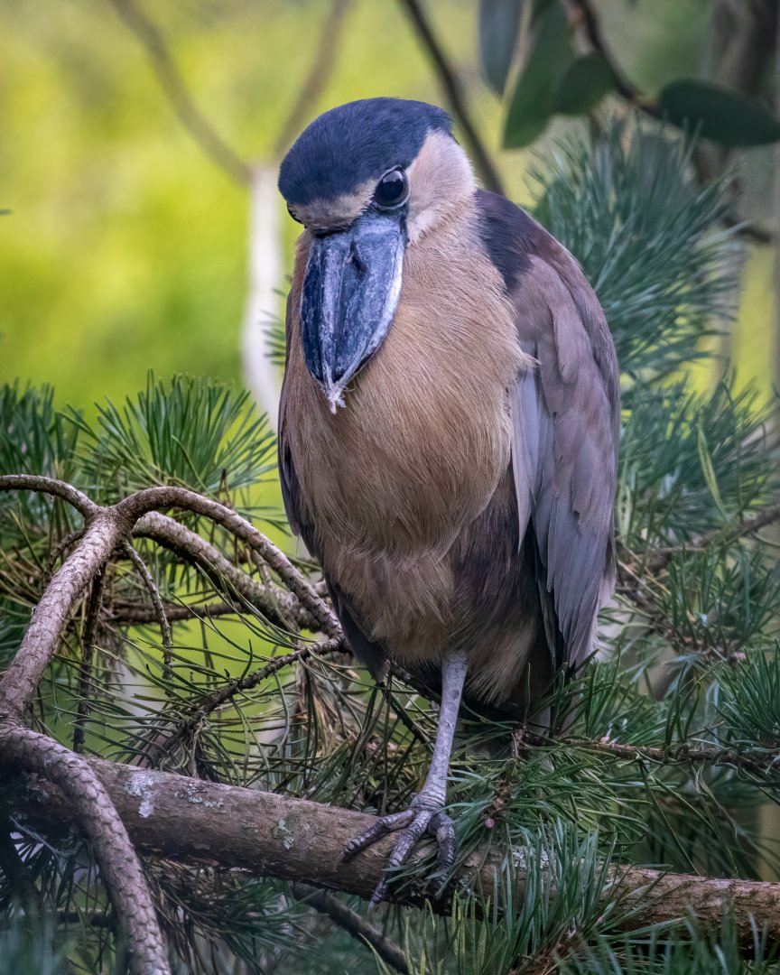 Boat-billed Heron / Exmoor Zoo / 7-9-20