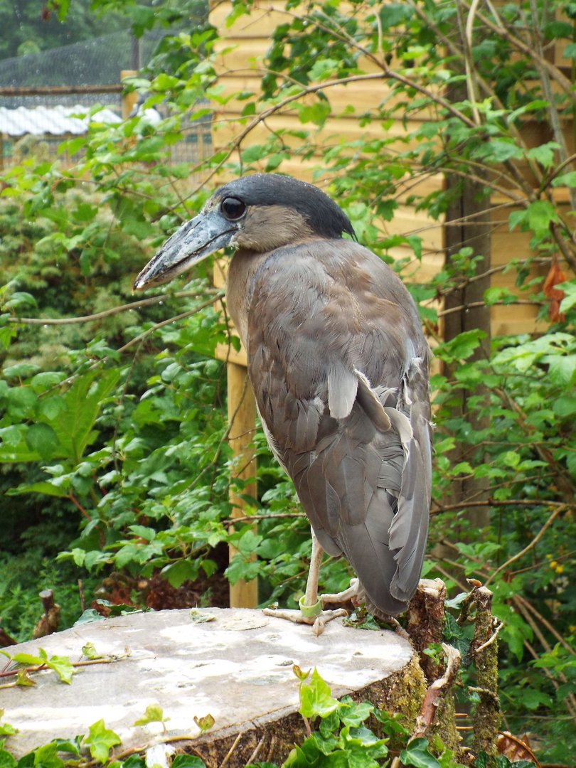 Boat Billed Heron, Exmoor Zoo