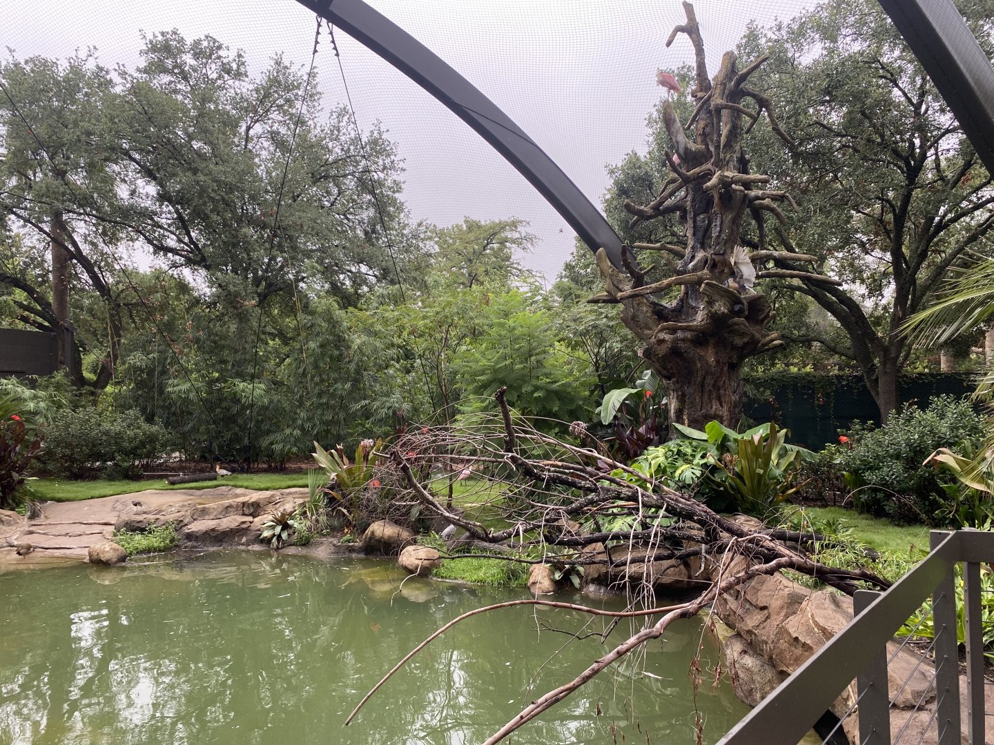 Boat Billed Heron Flying