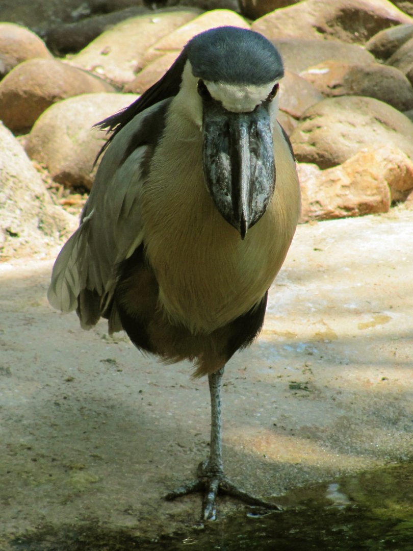Boat-Billed Heron Front View