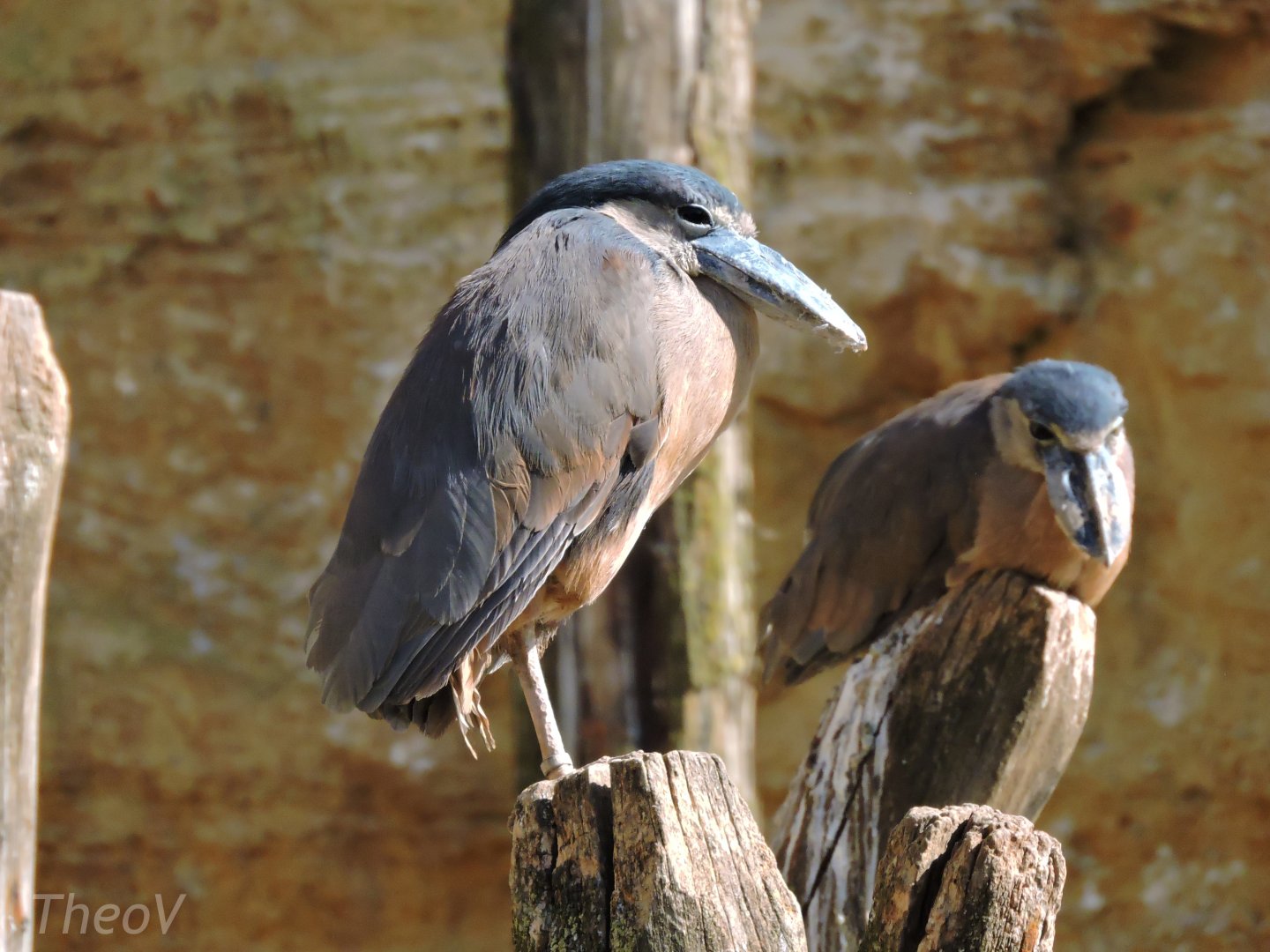 Boat-billed heron - Grande volière sud-américaine [2015]