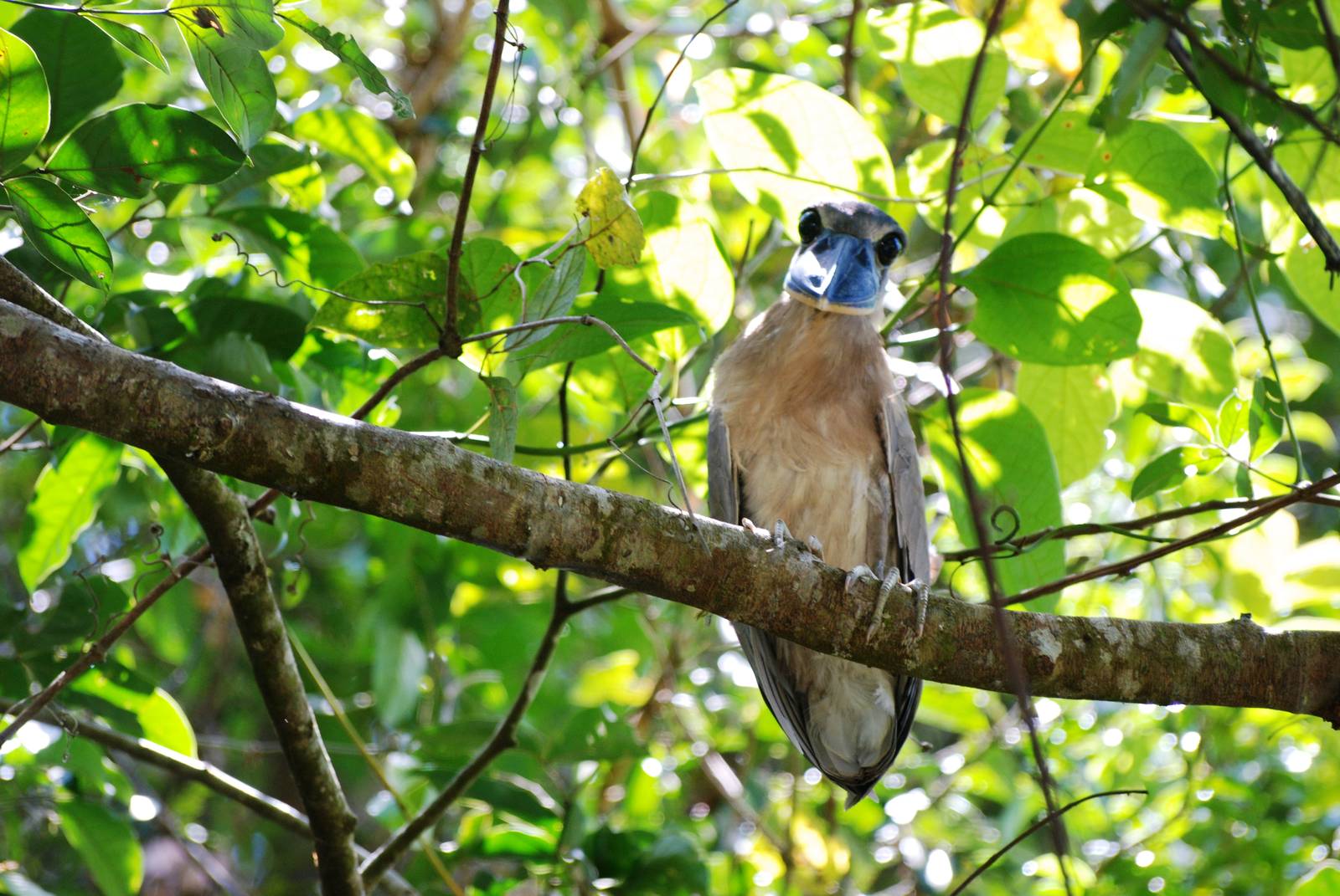 Boat-billed Heron in Ca?o Negro, 17/04/14