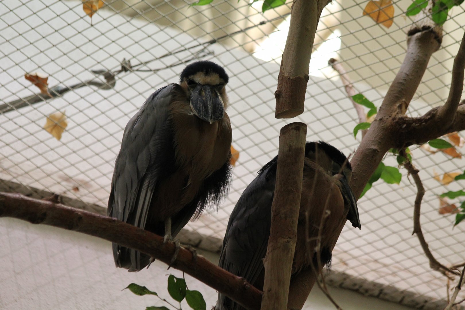 Boat-billed Heron - Oct 2017