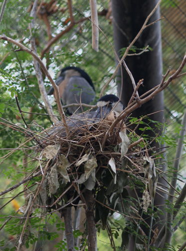 boat billed heron on nest