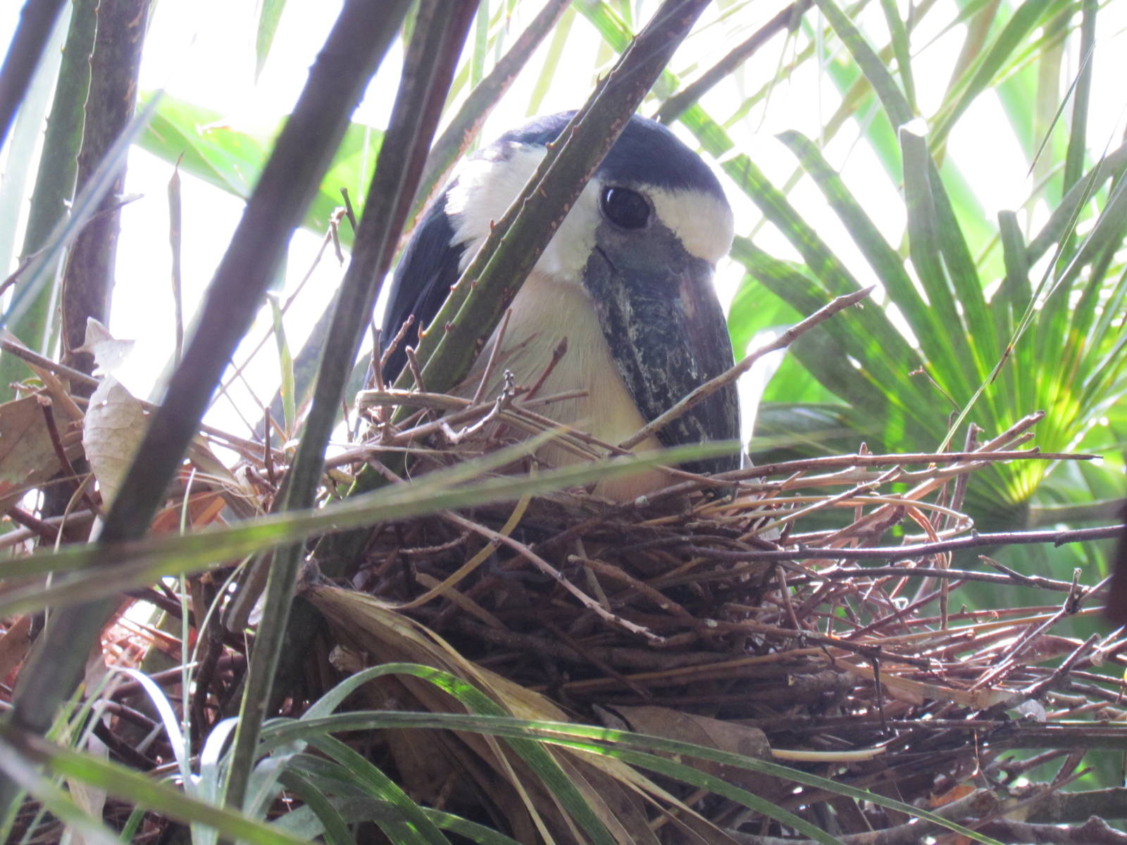 Boat Billed Heron on Nest