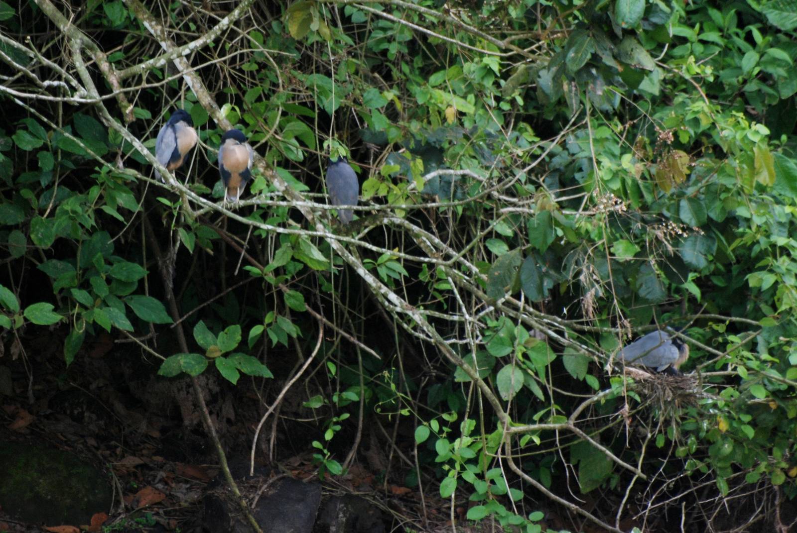 Boat-billed Heron Roost at Arenal, 18/04/14