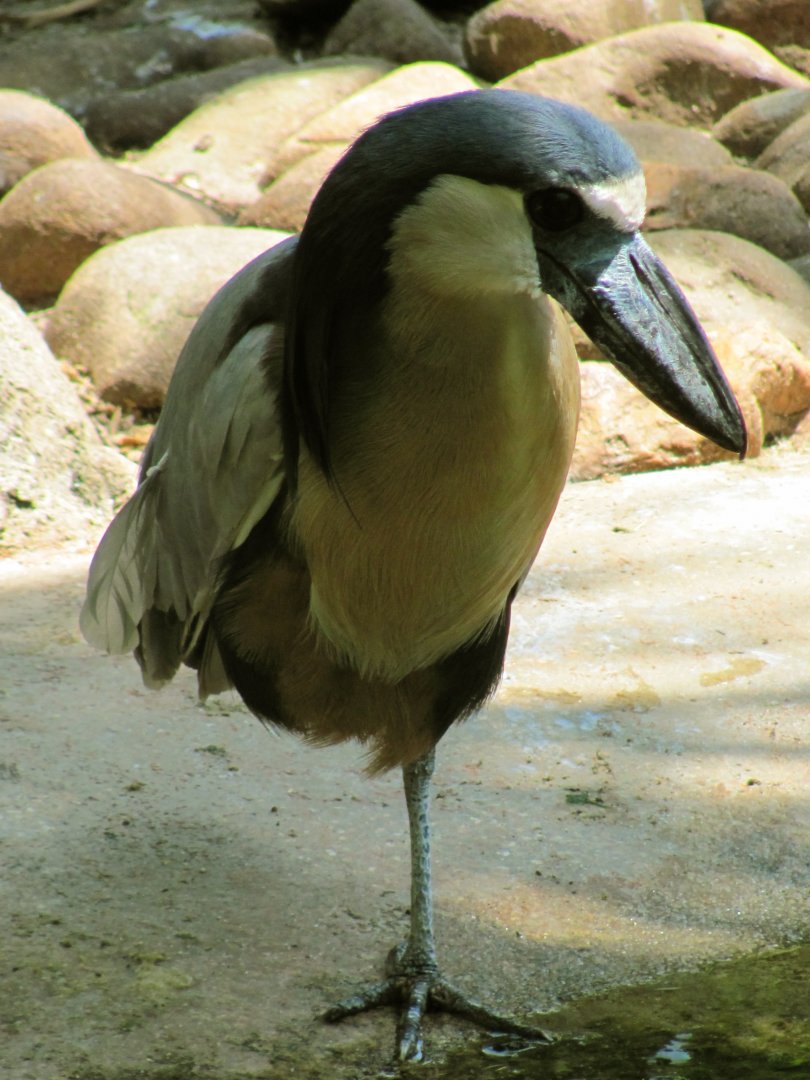 Boat-Billed Heron Side View