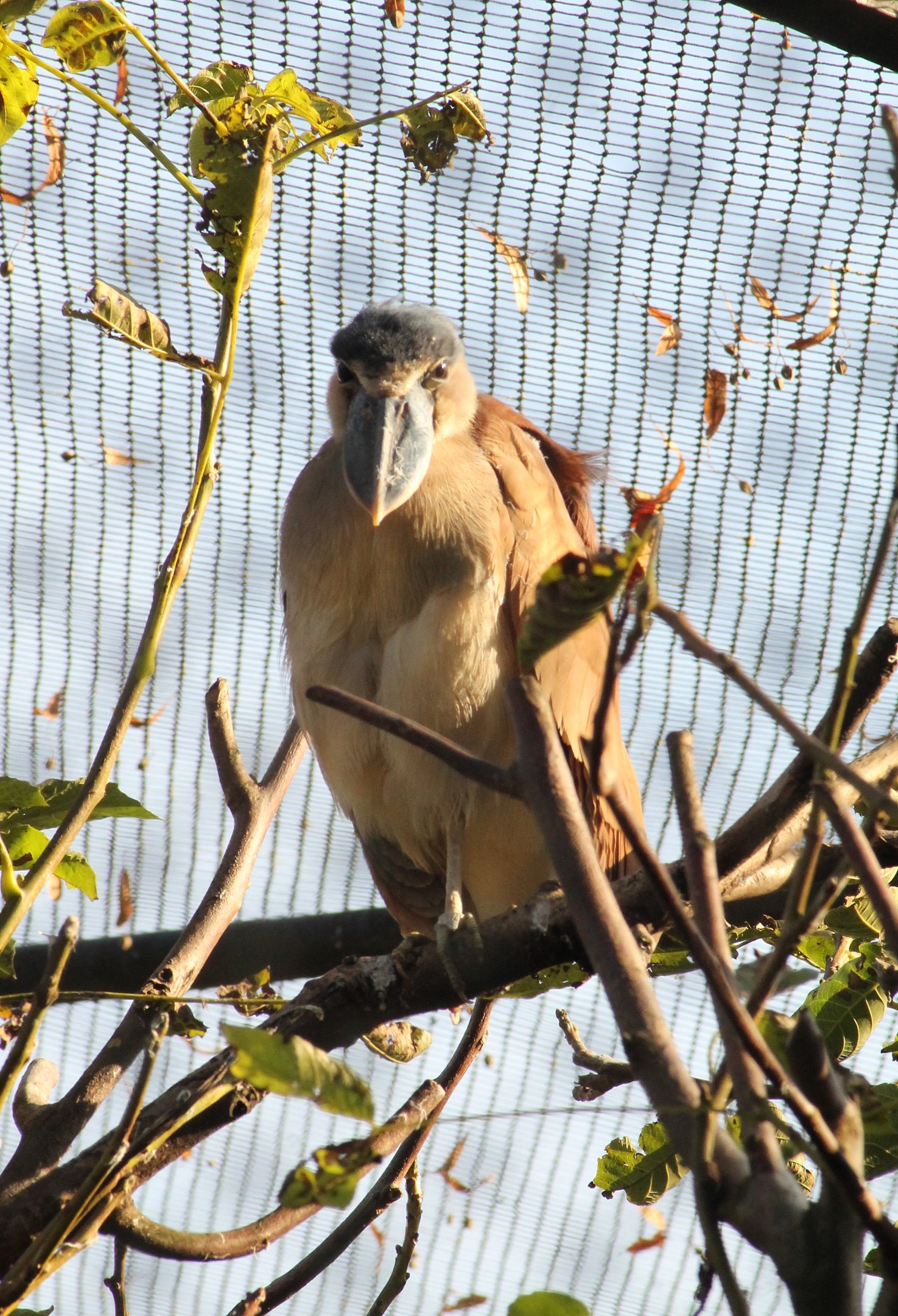 Boat-billed heron - Tierpark Hagenbeck